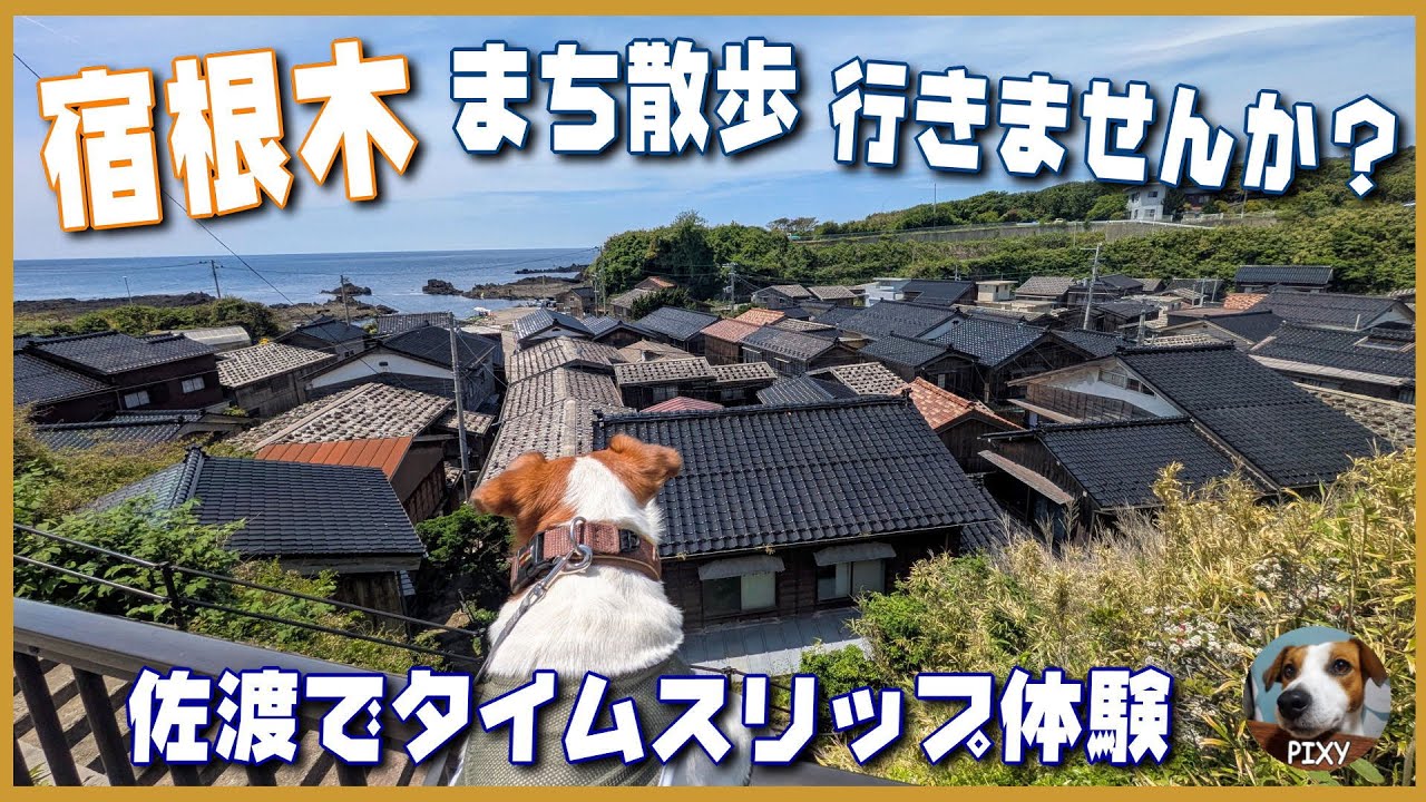 【宿根木まち散歩】タイムスリップしたような街なみは最高でした🐶ワン友(甲斐犬)もできたよぉぉ#ジャックラッセルテリア #佐渡 #宿根木#海鮮焼きそば#よしかわ屋