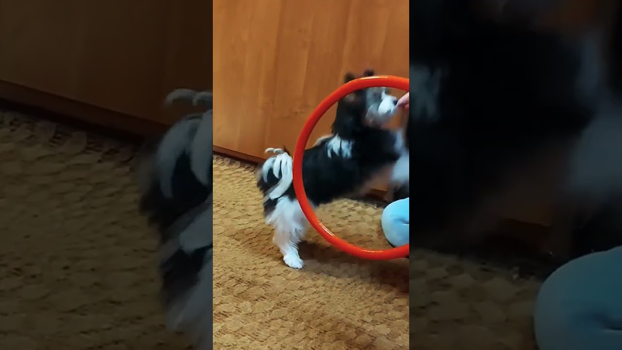 🐶🐶🐶👀🥰