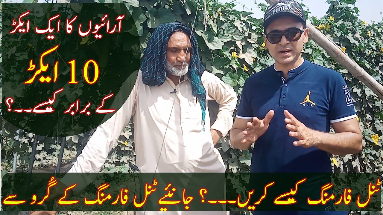 Tunnel farming in Pakistan|Vertical vegetable farming|How to grow high value vegetable crops