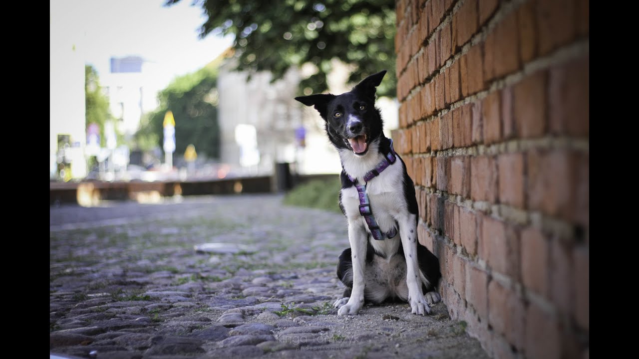 Dream the border collie ~ 1 years ♥