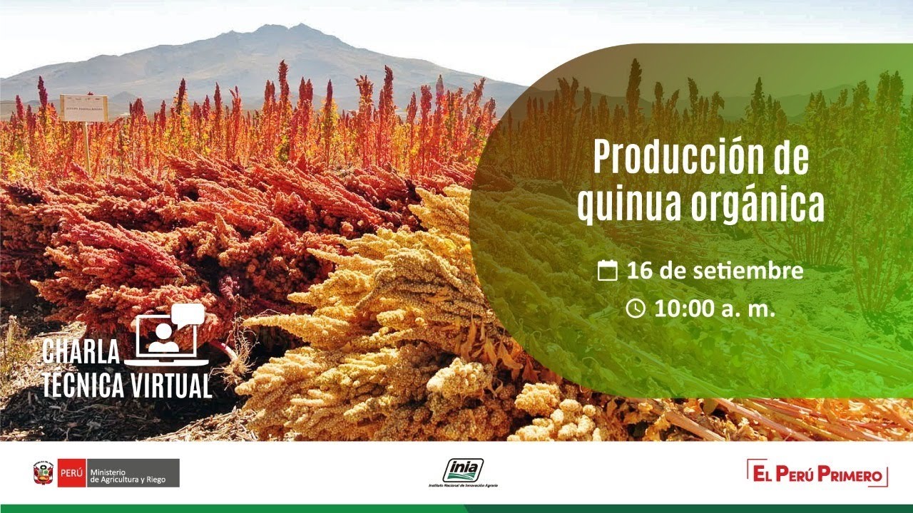 Producción de quinua orgánica