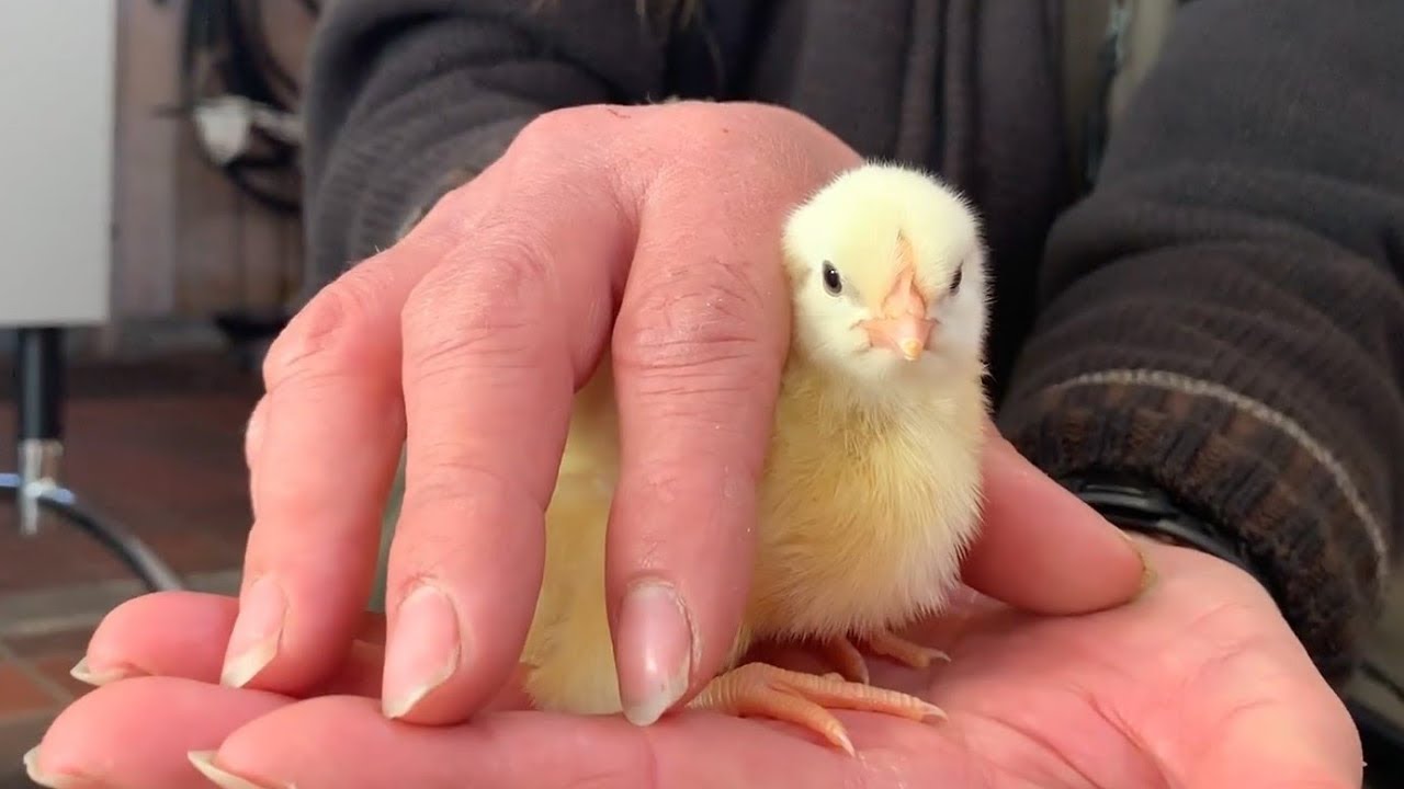 🐣Kom t&aelig;t p&aring; kyllinger🐣