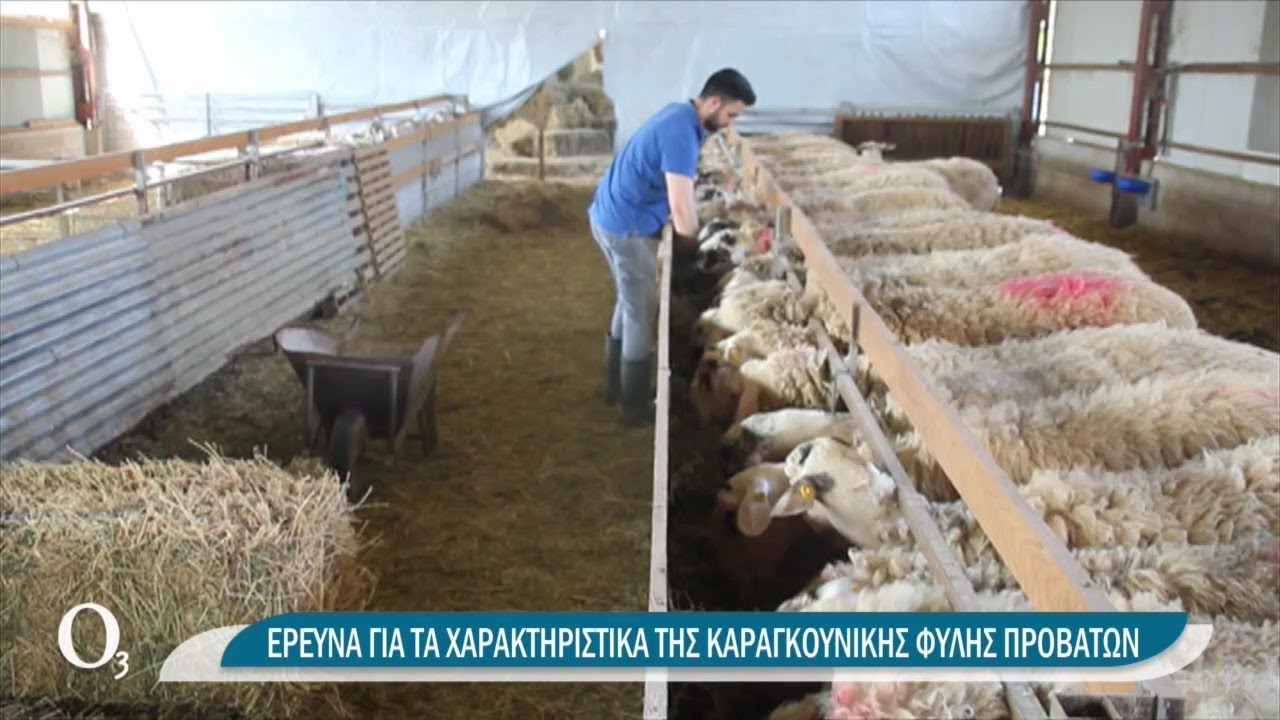 Σε τι υπερέχει το καραγκούνικο πρόβατο | 09/04/2021 | ΕΡΤ