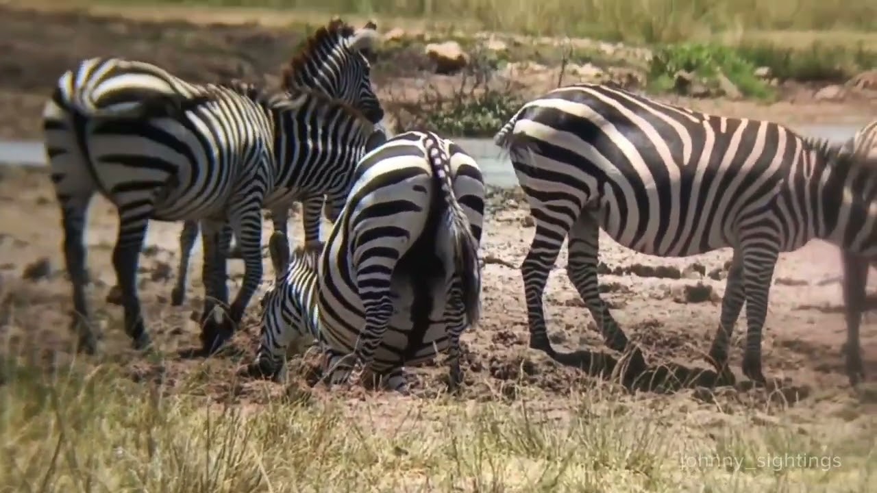 Maasai Mara documentary series#trendingvideo #maasaimara#serengeti #africa#amboseli #nature#africa