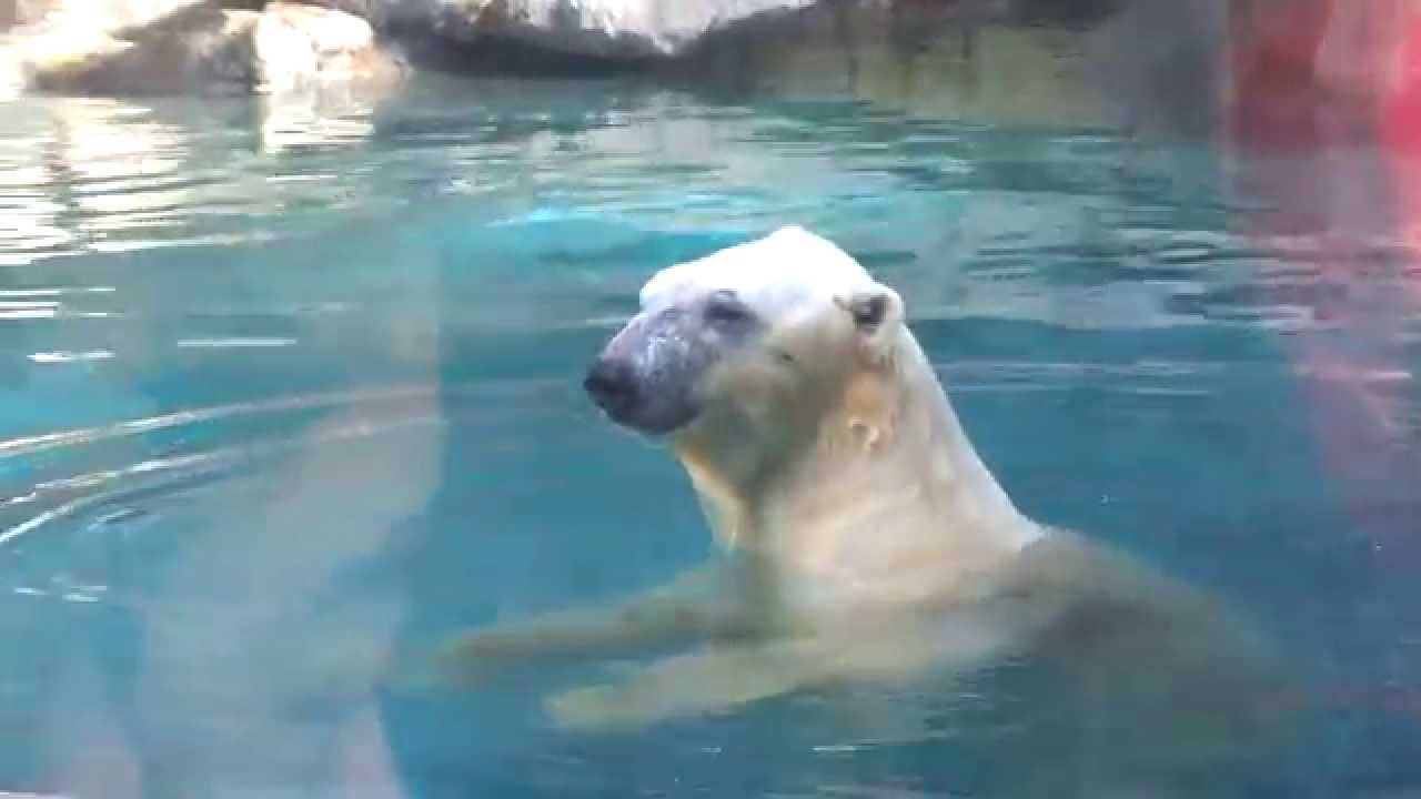 Urso Polar no aquário de São Paulo