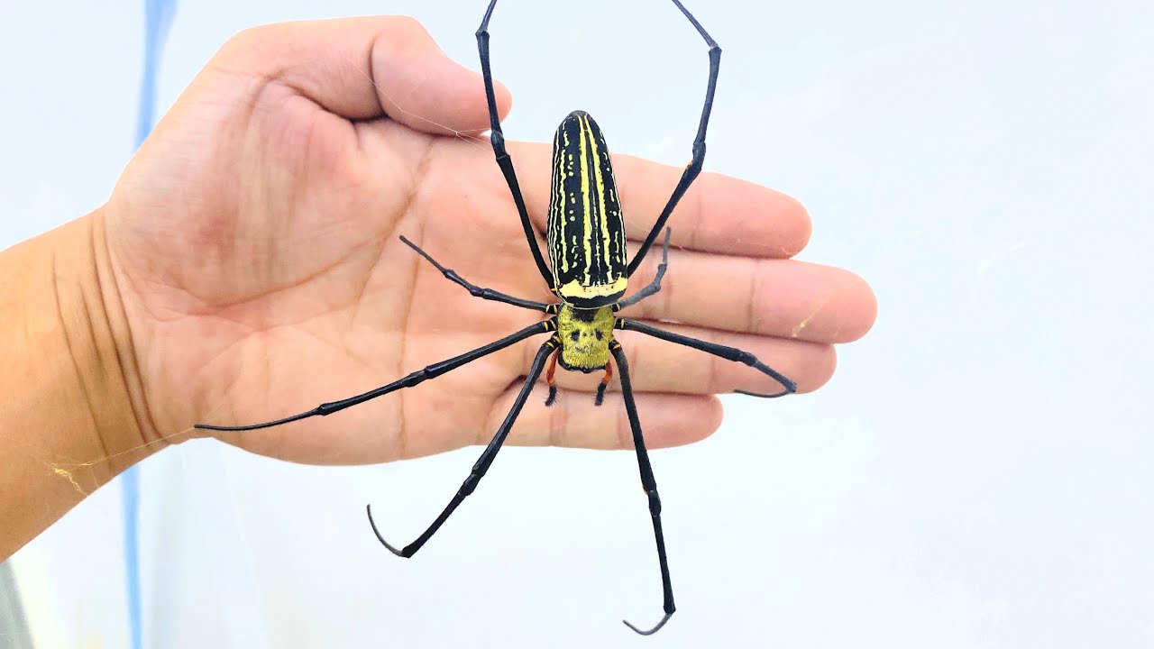 日本最大のクモを飼ってみる