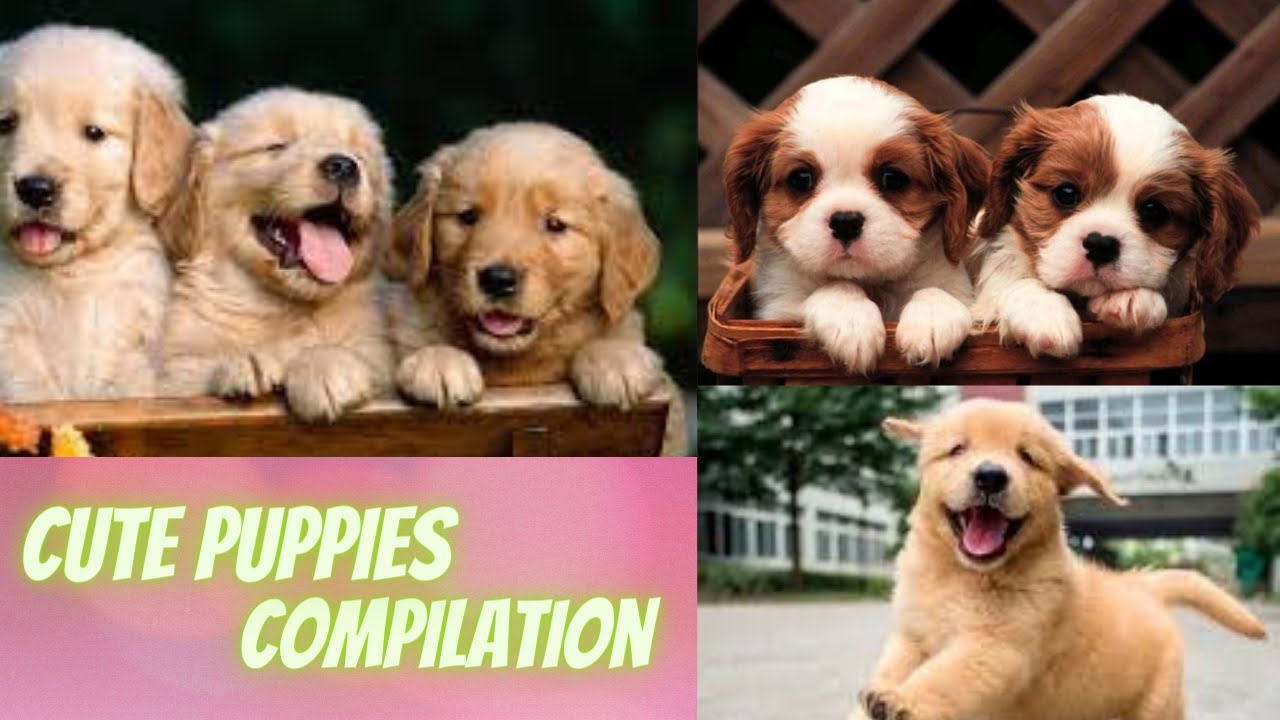 Puppy Videos - Cute and Funny Dog Videos Compilation 😂  | CompilNation