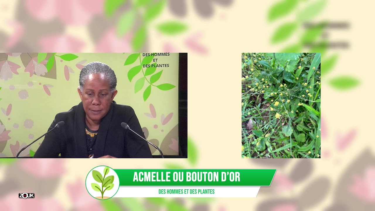 DES HOMMES ET DES PLANTES - acmelle ou bouton d’or