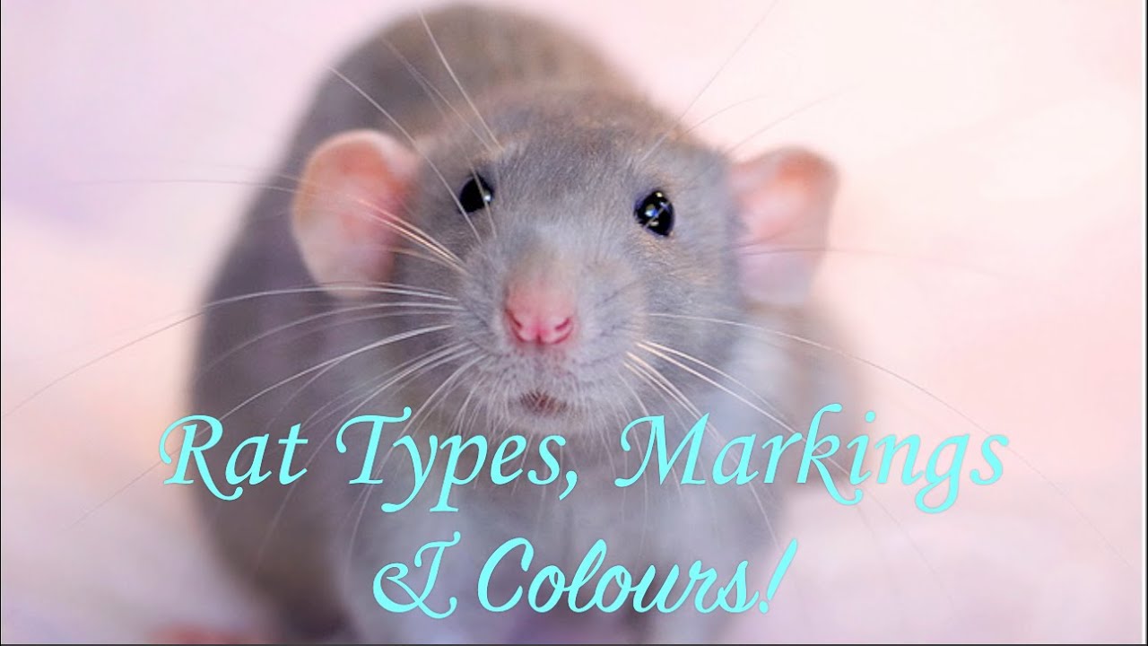 Rat Types, Markings & Colours!
