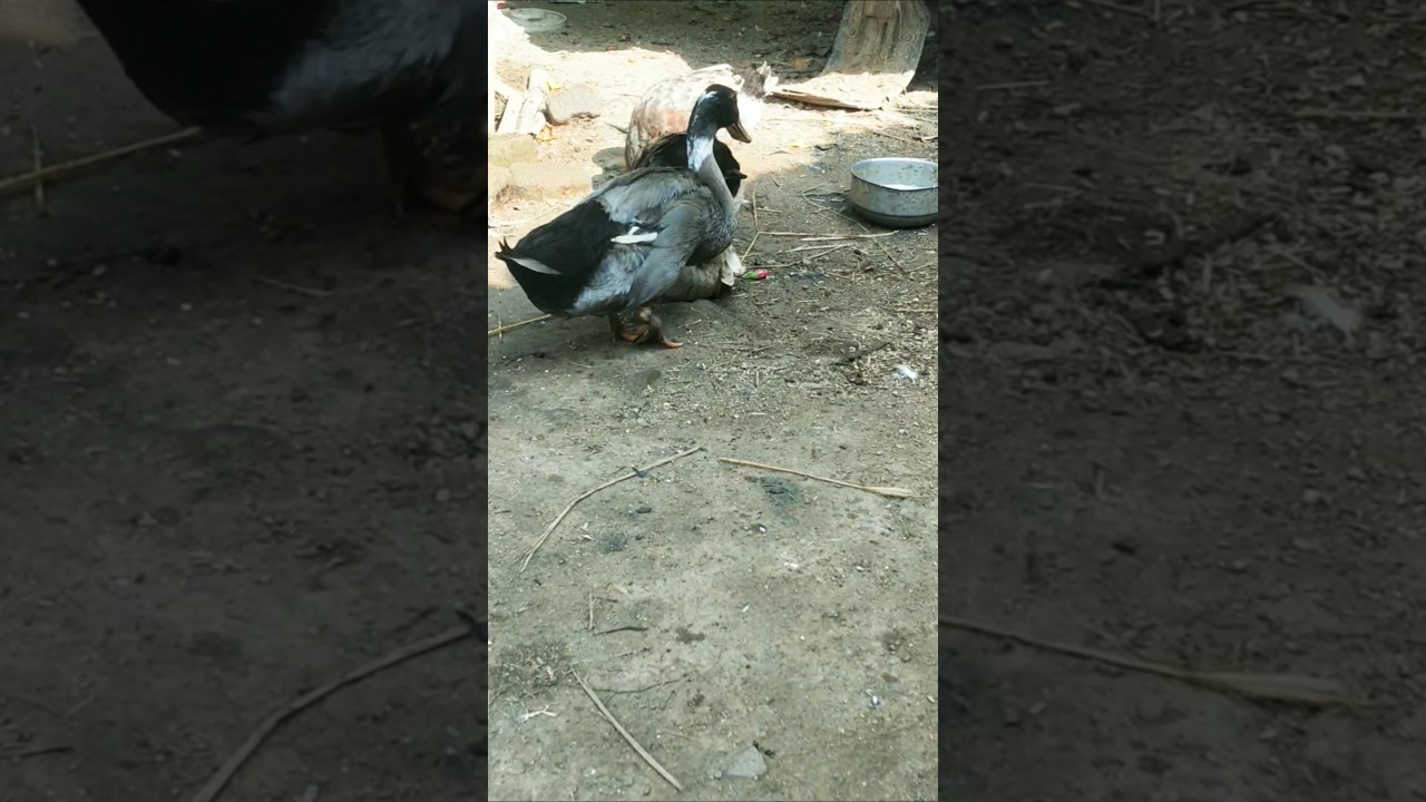 Indian runner duck farming in village #ducklingspro #duck #bird #animals #duckfarmer #ducklife