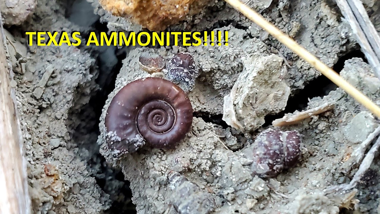 A Tour of Texas: Geology and Fossils