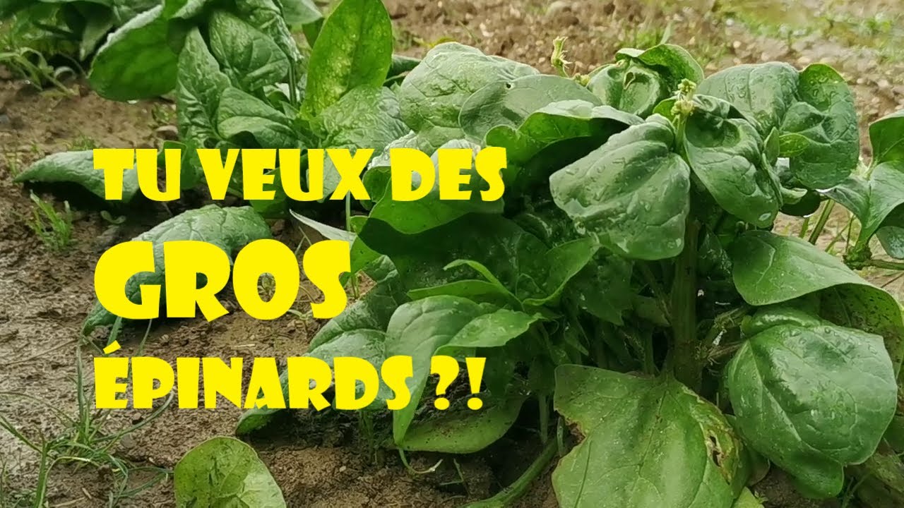 PLANTER DES EPINARDS