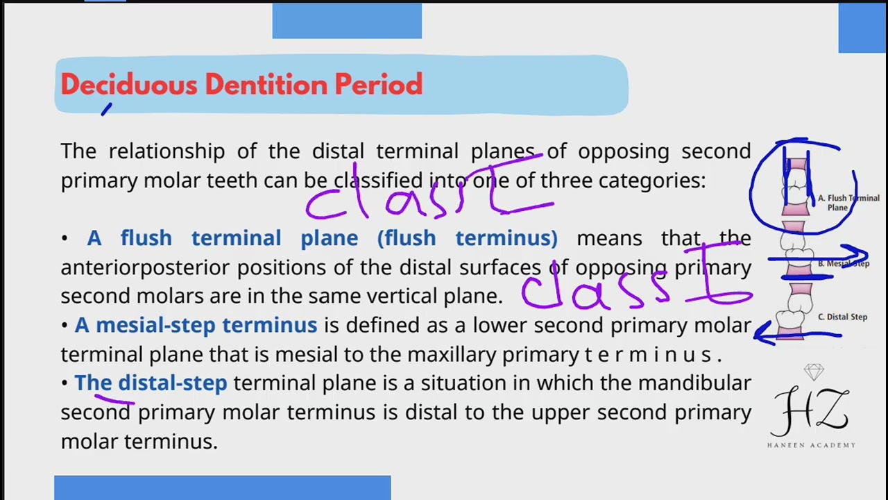 Pedodontics 5th lec 10 development of dental arch and occlusion ( part 2)💙