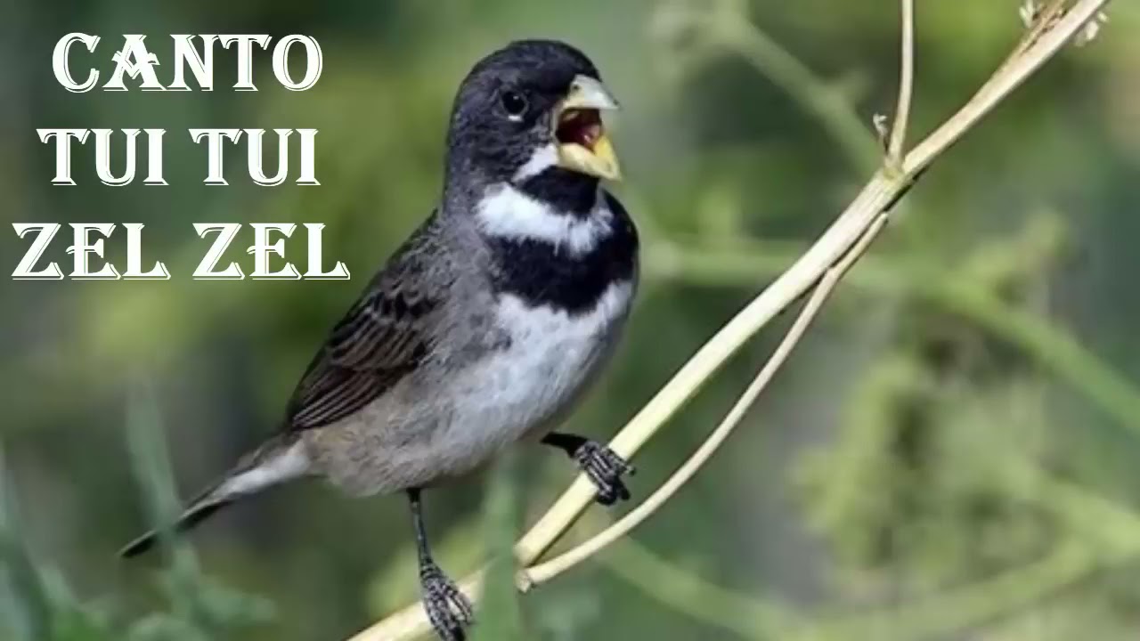 10 HORAS DE CANTO DE COLEIRO - CANTO TUI TUI - CANTO CLÁSSICO