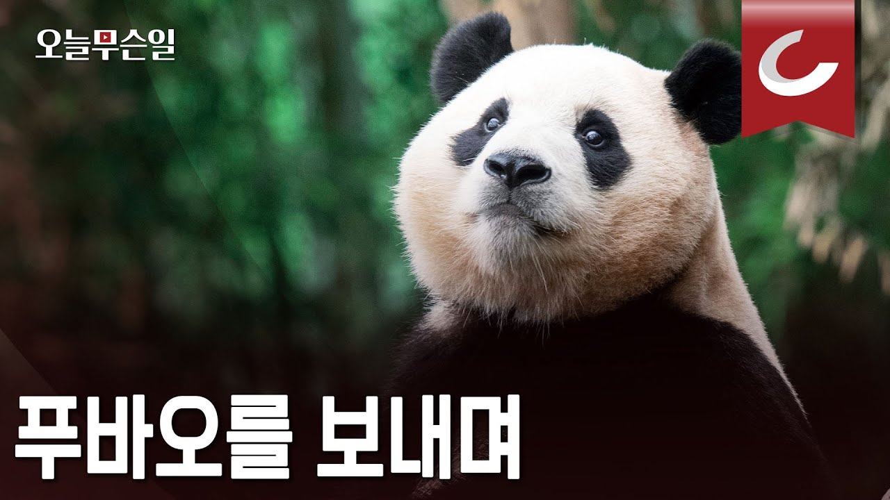 [오늘무슨일] 잘 가, 푸바오