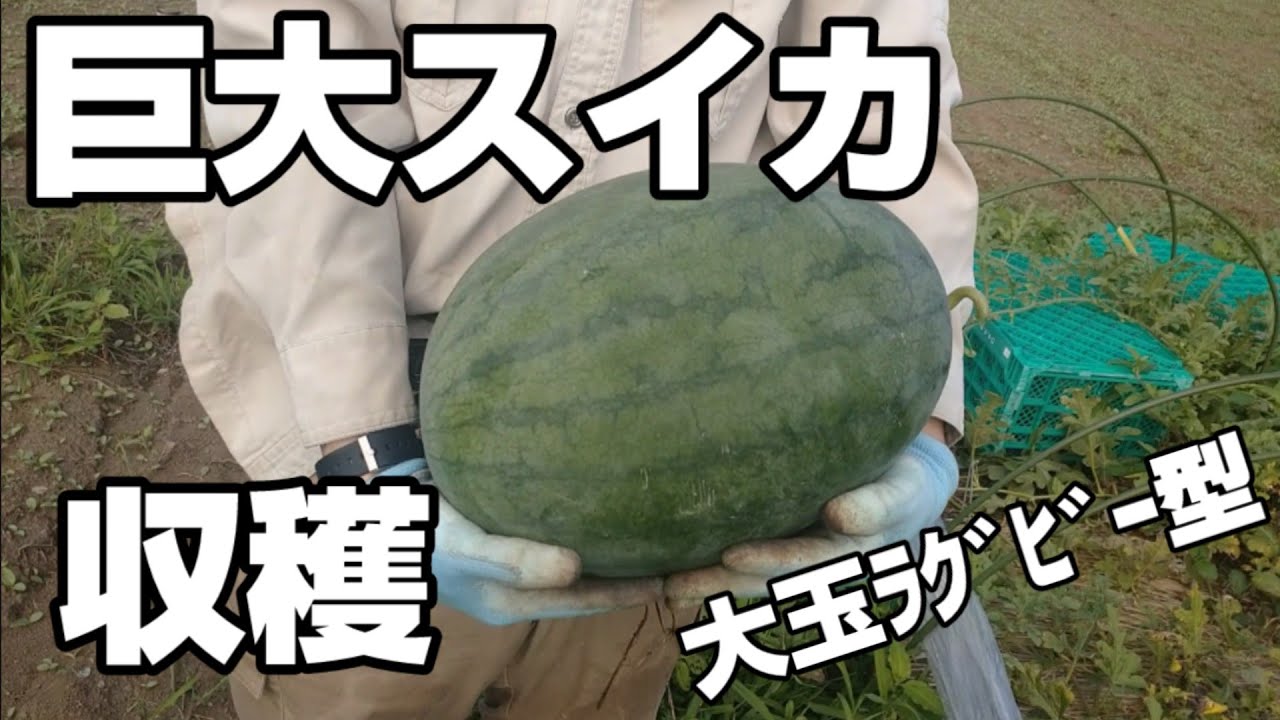 家庭菜園で高糖度スイカに挑戦！収穫第一弾　【羅皇ザ・スウィート】　大玉ラグビーボール型スイカ【KEWM-002】　糖度測定の結果は？？？　【すいか栽培】【スイカの育て方・栽培方法】
