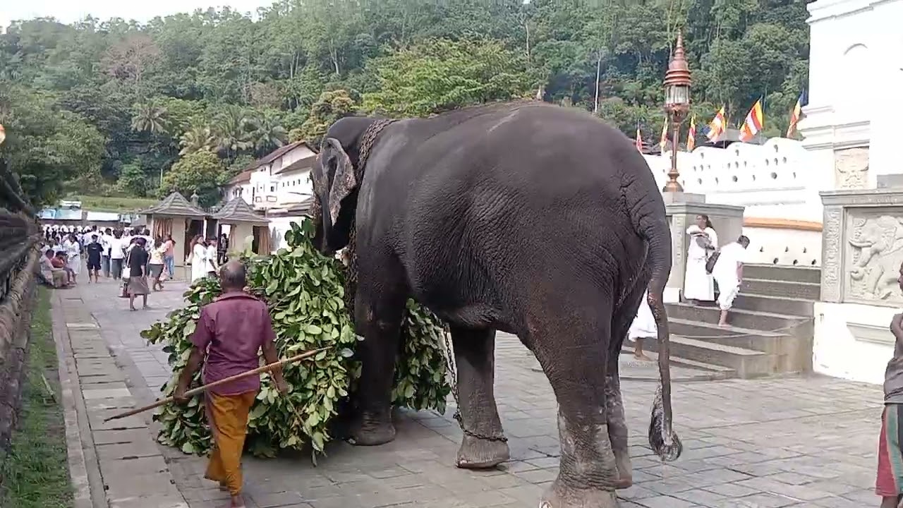 මාලිගාවෙ ඇත් පංතියේ අලි වේටර් මහත්තයා..🐘🐘🐘🐘🌳🌳🌳🌴🌴🌿🌿🌱🌱