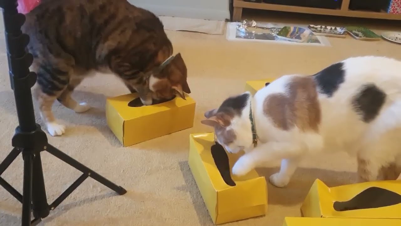 What’s in the Box?! | Moggy Mayhem