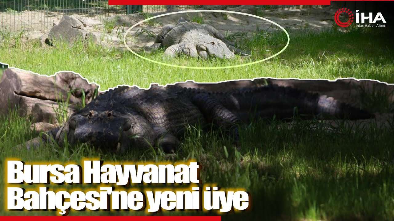 Bursa Hayvanat Bahçesi’nin Yeni Üyesi Bursaspor’un Maskotu Oldu
