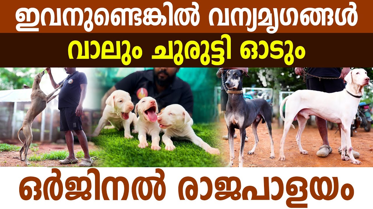 ഈ നായ  ഉണ്ടെങ്കിൽ പന്നി പോയിട്ട് മനുഷ്യർ വീട്ടിൽ കയറില്ല I Rajapalayam dog I Pure breed Rajapalayam