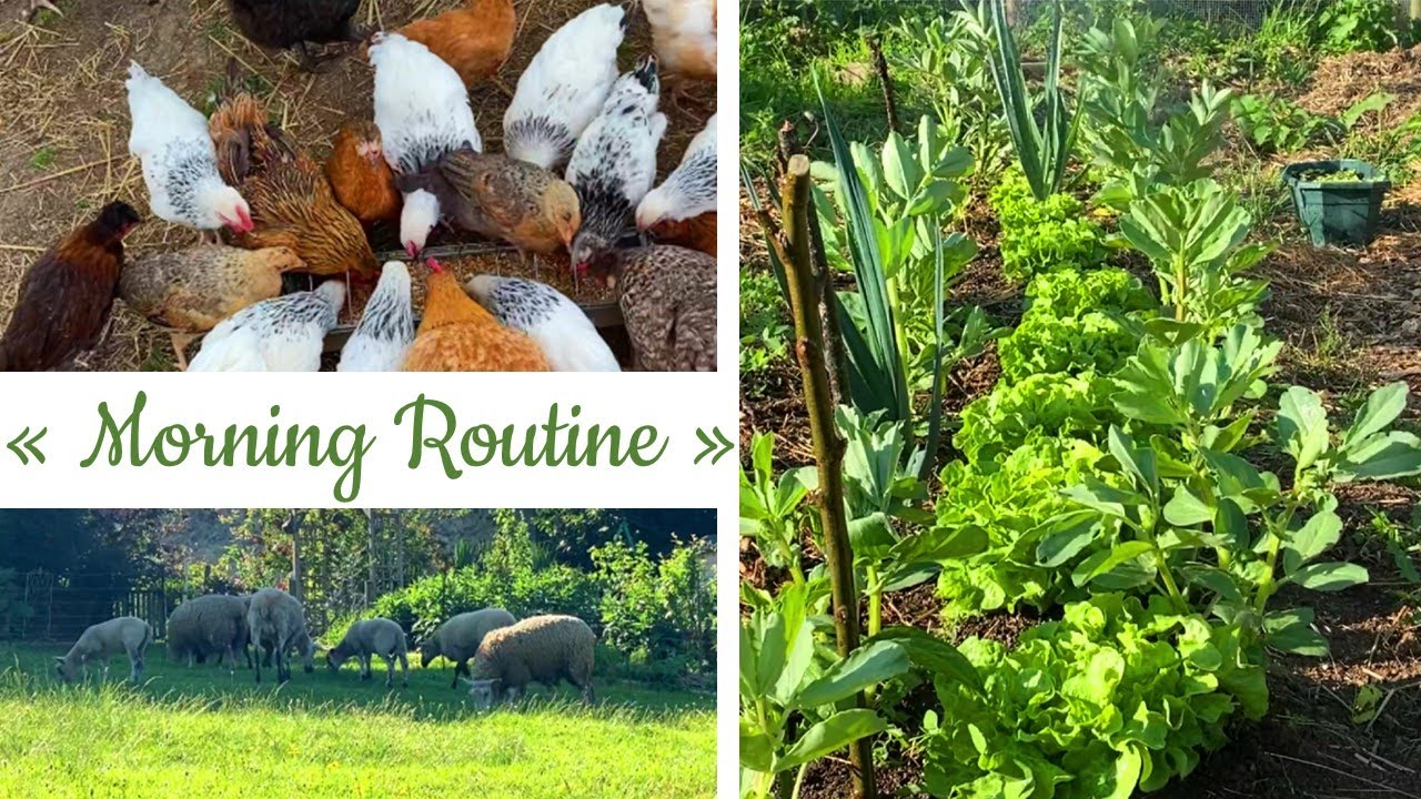 Morning routine ANIMAUX et POTAGER