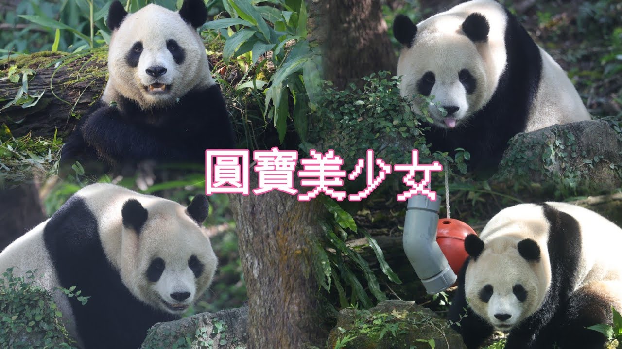 溫暖好天氣，圓寶美少女吃個午餐頻搞笑！20260129