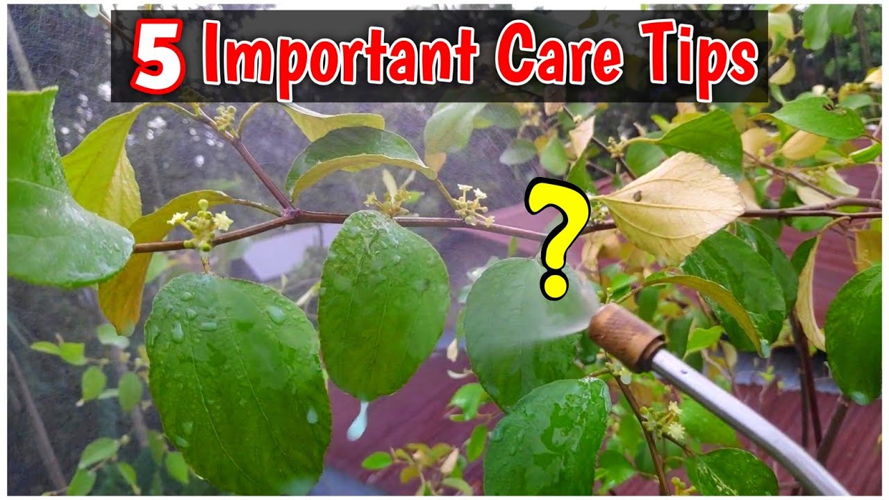 After Flowering Kashmiri Red Apple Ber Care Tips And Tricks (IN HINDI) Apple Ber Ki Kheti Kaise Kare