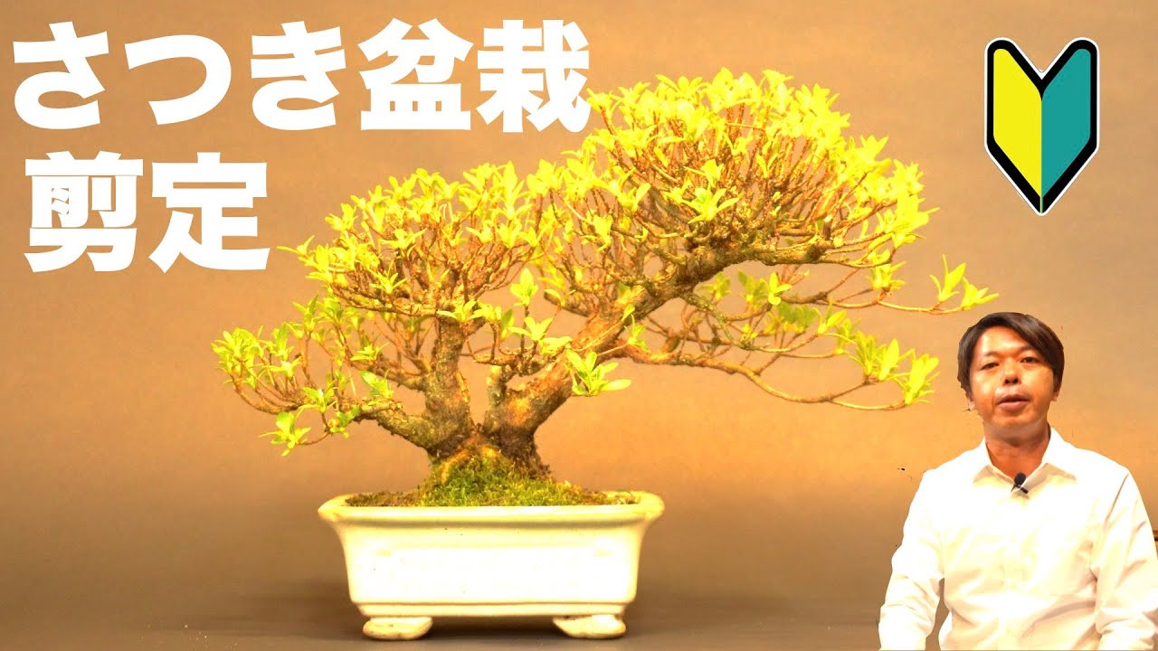 皐月・さつき 盆栽の剪定 [盆栽・初心者]