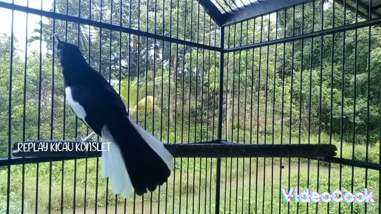 Suara kacer ini bagus untuk Kacer bahan Anda jadi gacor 