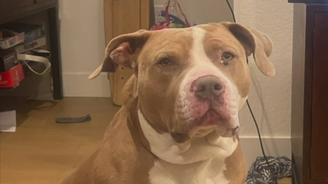 Family thinks dog behind vicious attack in Boulder was sick