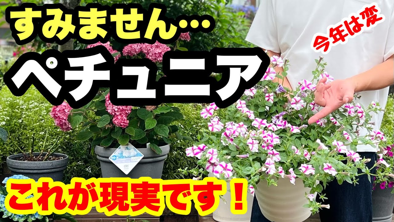 ◆想定外の育ち方！【今年のペチュニア】難しい…