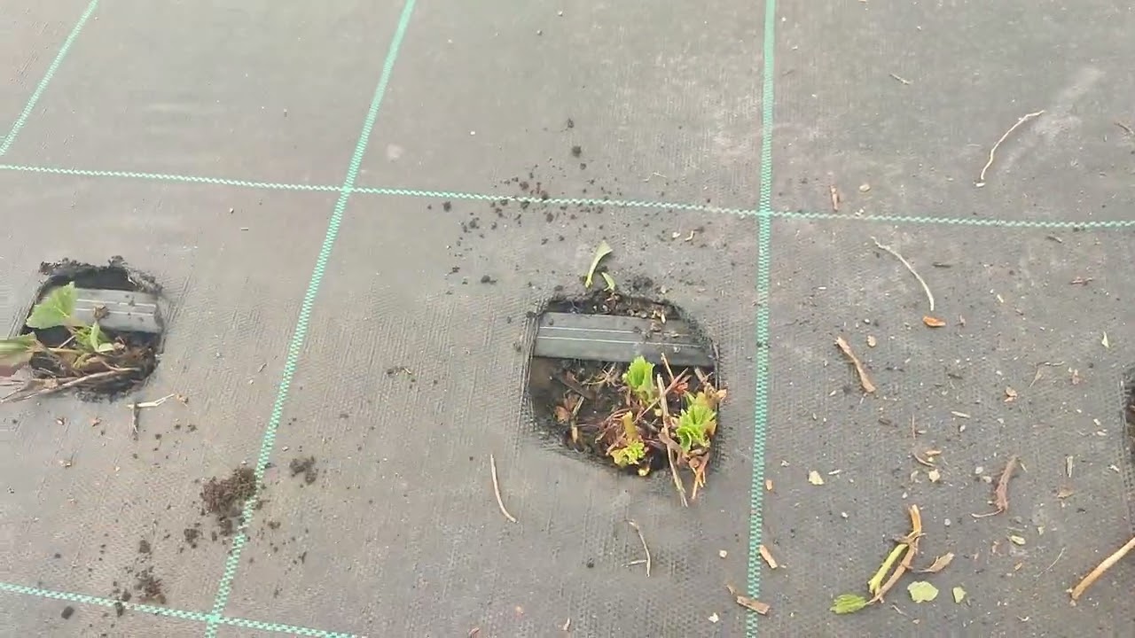 Г. Омск. Первая весенняя обработка земляники садовой