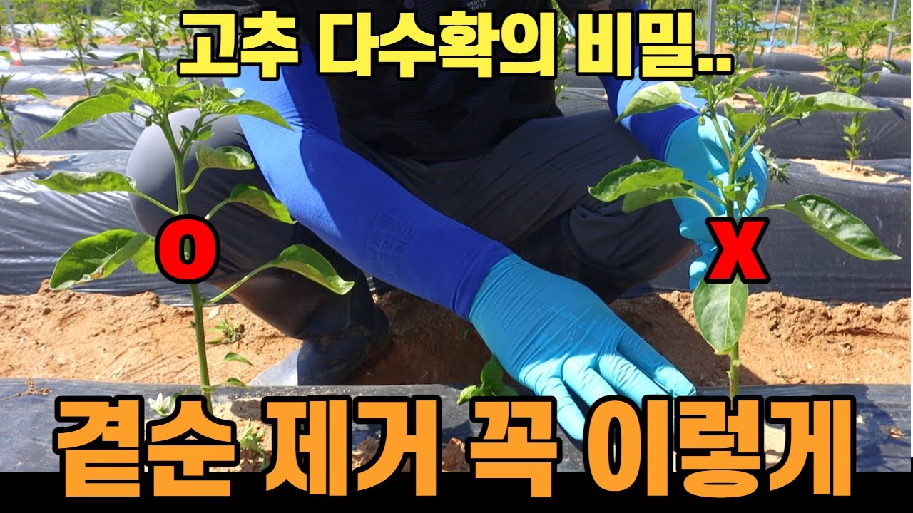 올바른 고추 곁순 제거, 방아다리 제거 방법 (곁순 제거 이유, 곁순 제거 시기, 6월 고추 농사)