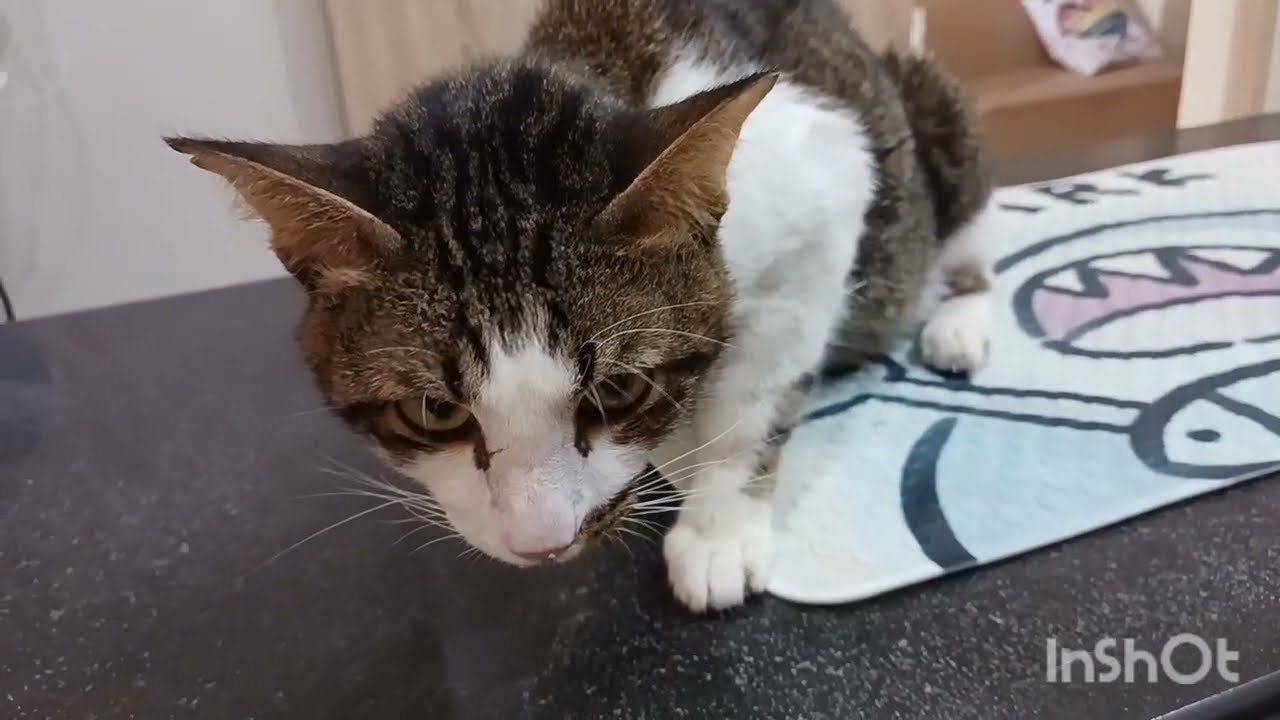 เจาะน้ำในช่องอกแมว🔎🐈💧25 มกราคม ค.ศ. 2026