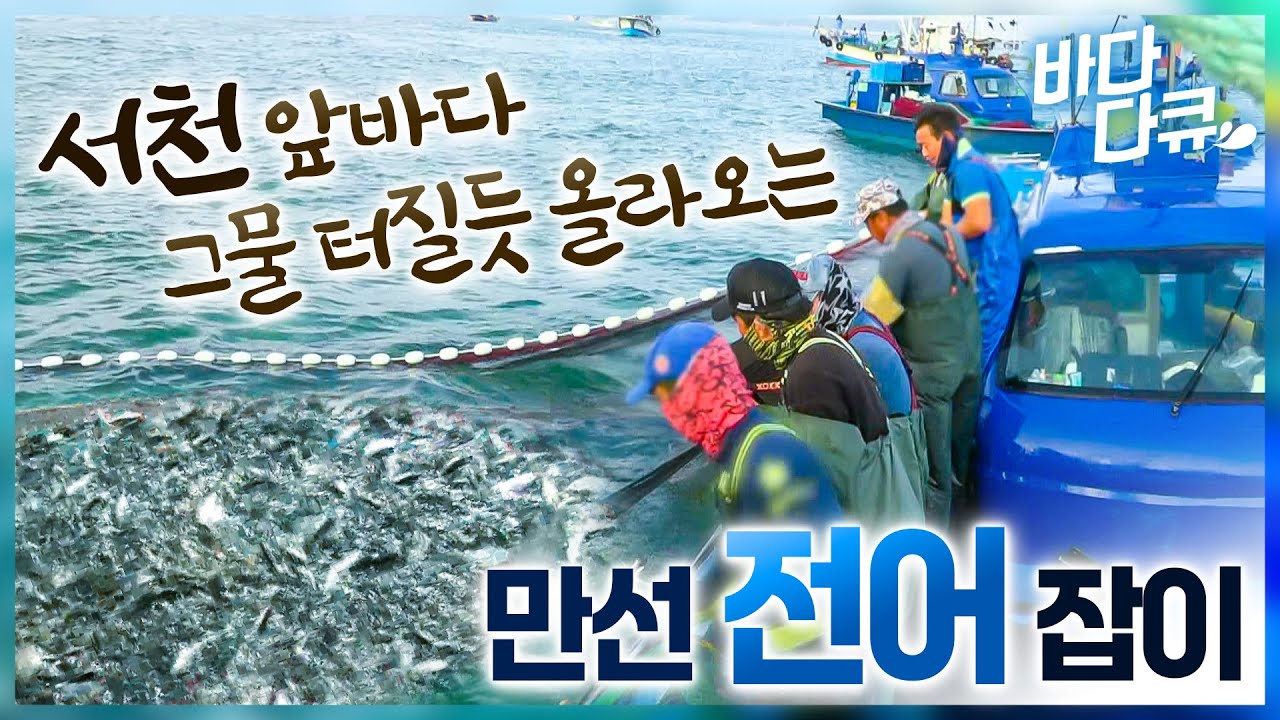 서천 앞바다에서 어군탐지기로 전어 떼를 잡아 올리는 금성호│풍어가 터지니 생선을 쓸어 담는 선원들│서천 전어잡이│#바다다큐
