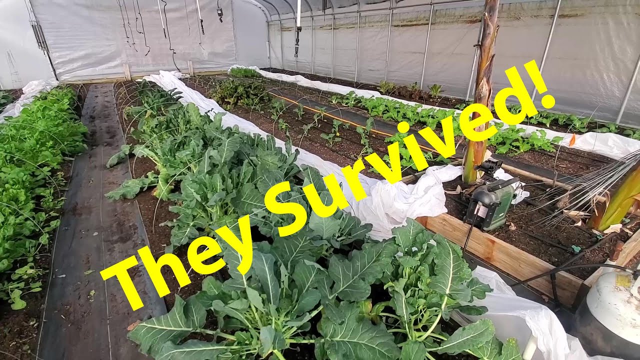 After Freeze Garden Update January 30th