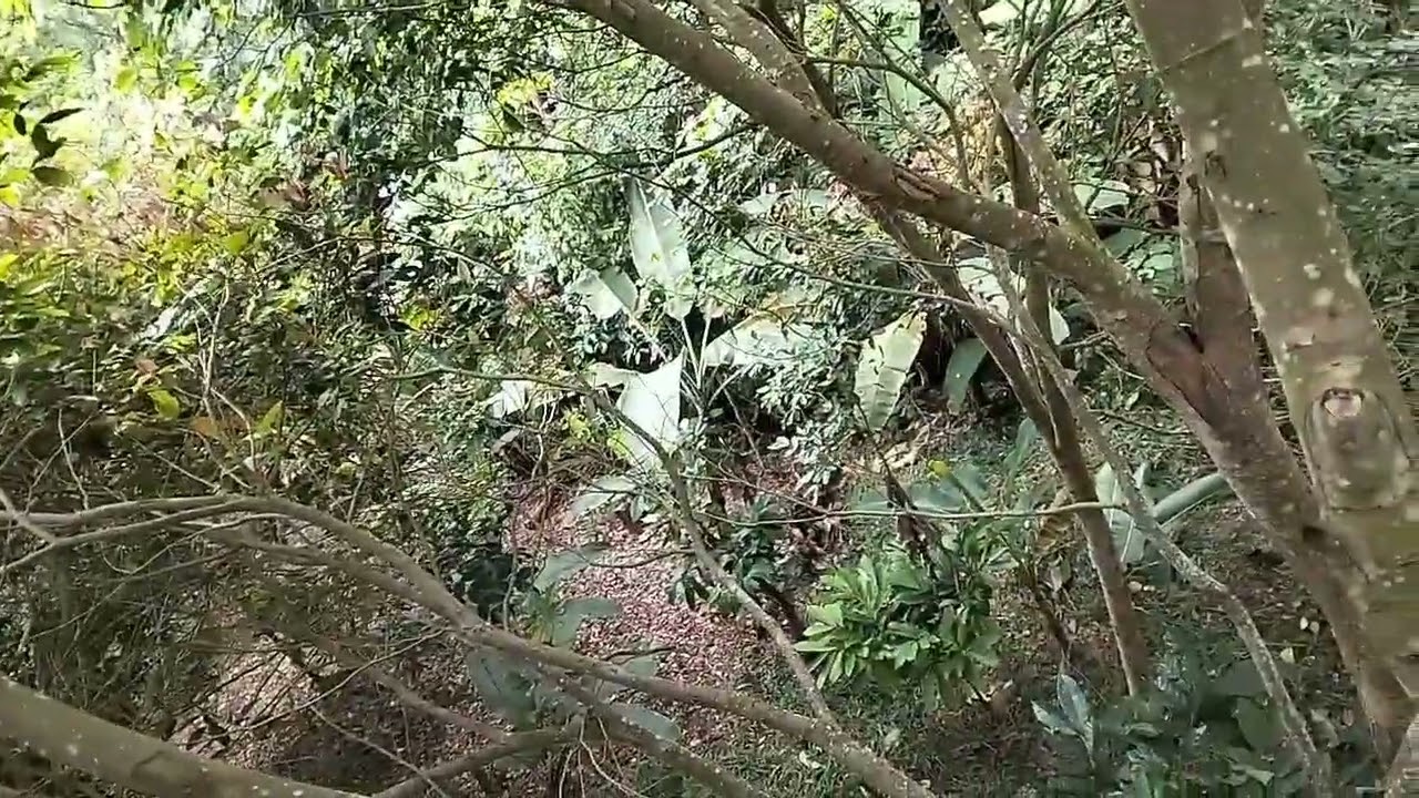 bantu petani singkong mengurangi hama babi hutan‼️