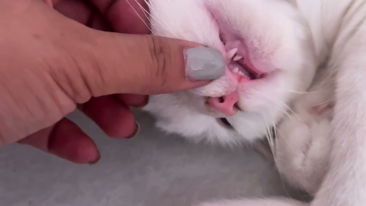 Mochi, My Playful Cat. Meow!