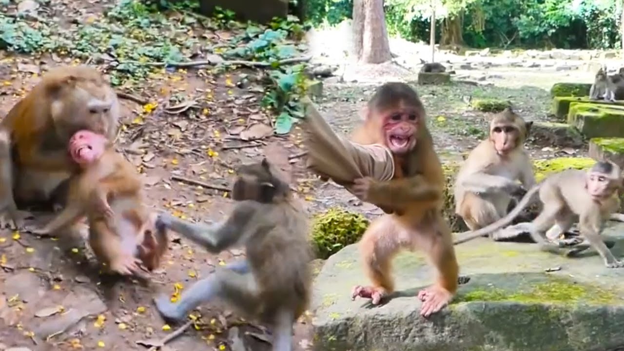 The house monkey was out in the wild for the first time and was very scared of the wild monkeys.