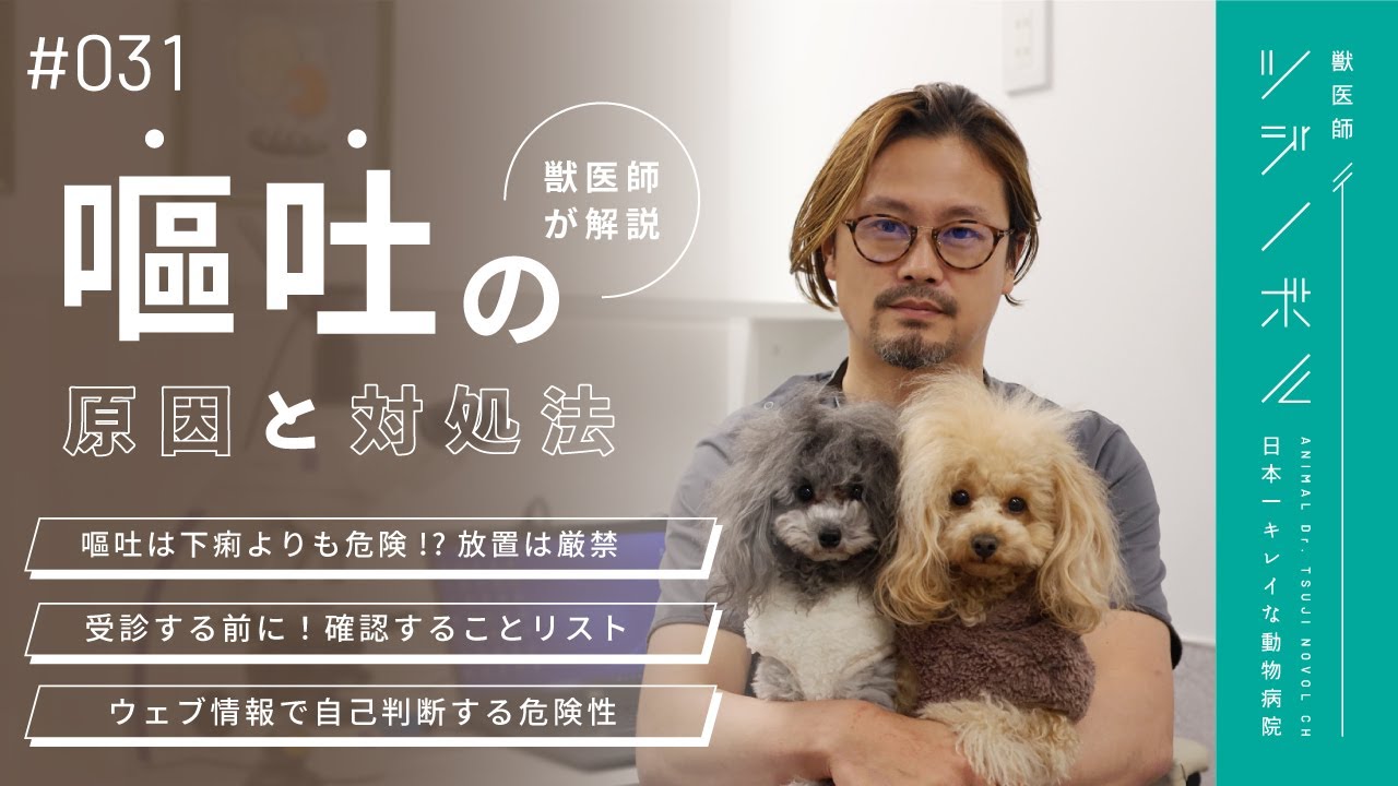 嘔吐は放置厳禁！吐いた時に必ず確認してほしいことを獣医師が解説【獣医師ツジノボル】