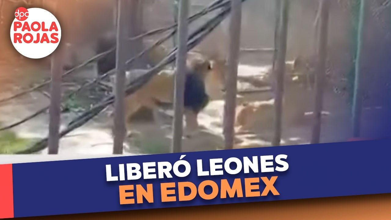 Hombre intenta liberar cinco leones y deja seis detenidos | DPC con Paola Rojas