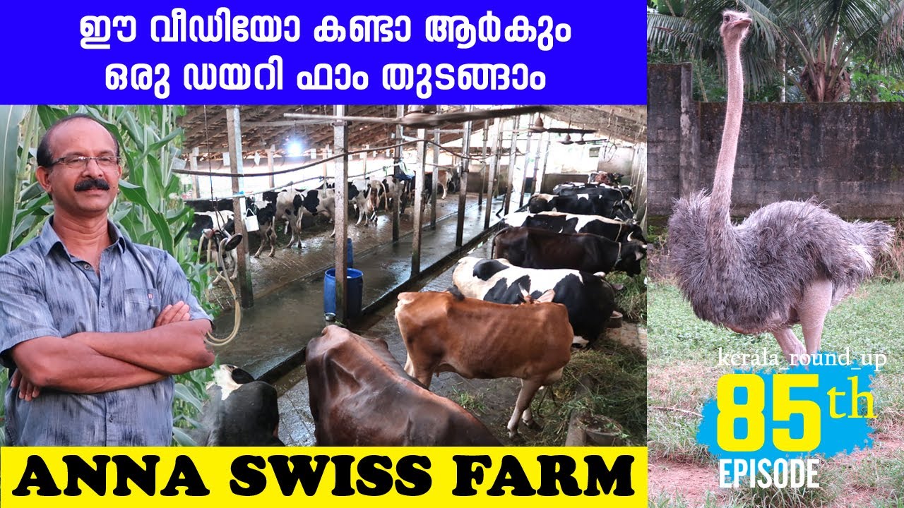 EP-85 ഡയറി ഫാം A to Z കാര്യങ്ങൾ | ANNA DAIRY FARM | livestock farm #kerala_round_up | #thrissur