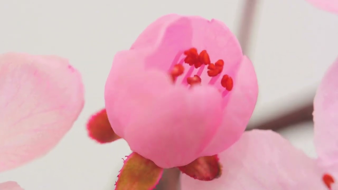 Flower Blooming Time Lapse (2 Hours) | Relaxing Instrumental Music for Sleep & Study