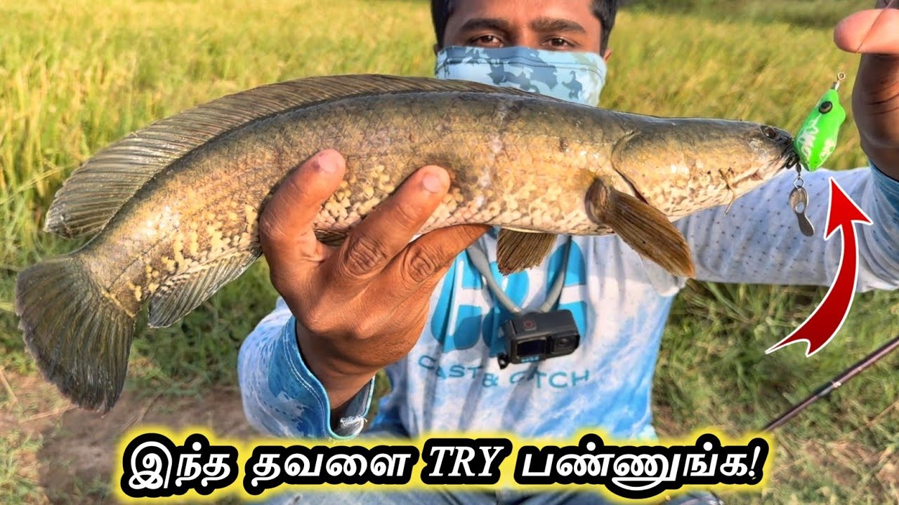 💢INSANE Country Snakehead Strikes on Tiny Rubber Frog 🐸 - Fishing With Budget Best Setup💯