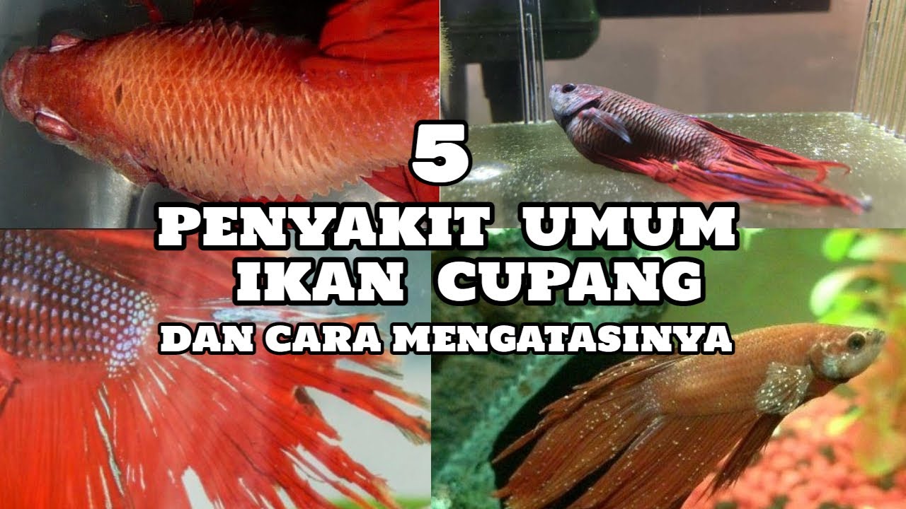 5 PENYAKIT UMUM YANG TERJADI PADA IKAN CUPANG ( CARA MENGATASINYA )