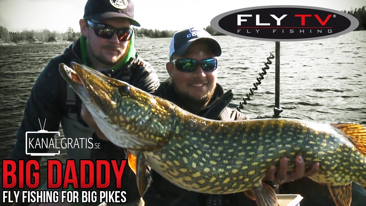 FLY TV - Big Daddy