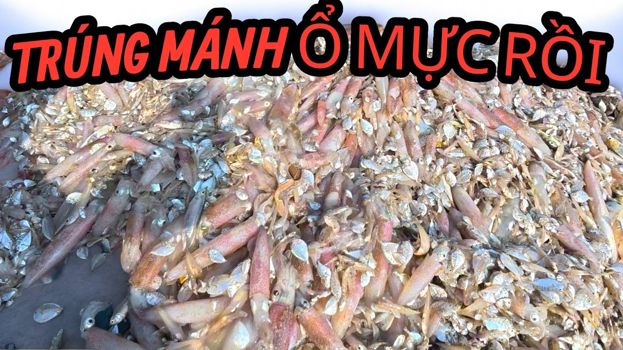 Một Đêm Câu Mực Trúng Mánh // Săn Bắt Biển Tây