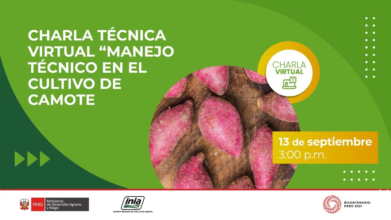 Manejo técnico en el cultivo de camote
