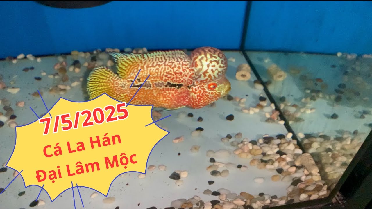 Tổng Hợp Cá La Hán ( 7/5/2025 ) |Cá La Hán Đại Lâm Mộc