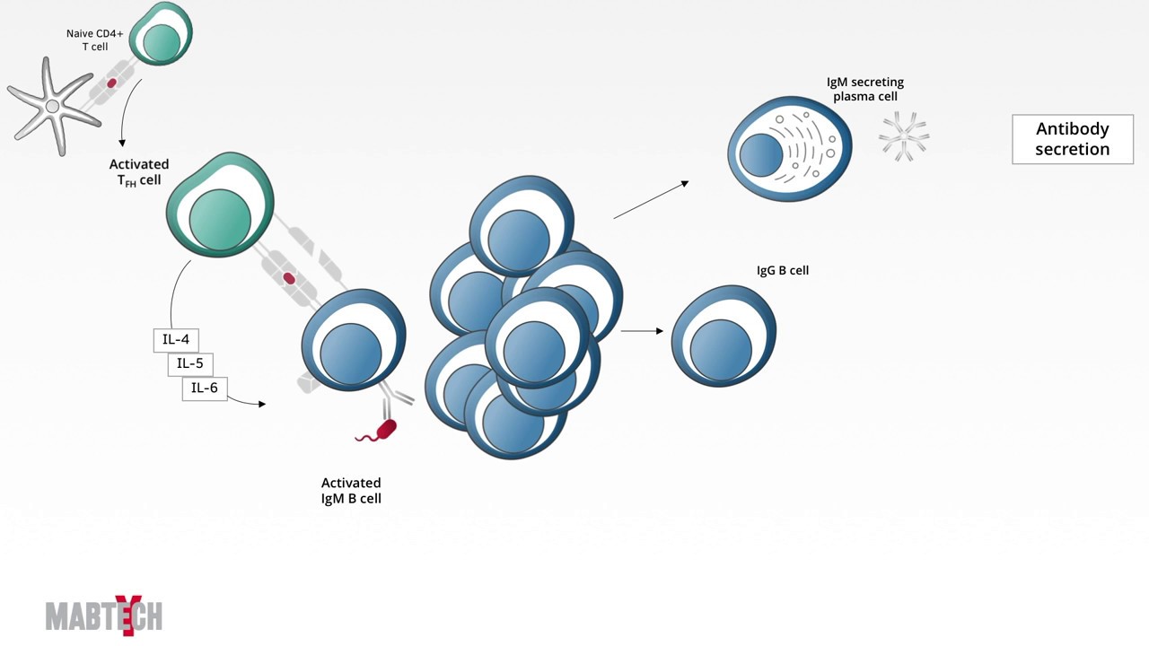Mabtech Tutorial - A Short Introduction to Adaptive Immunity